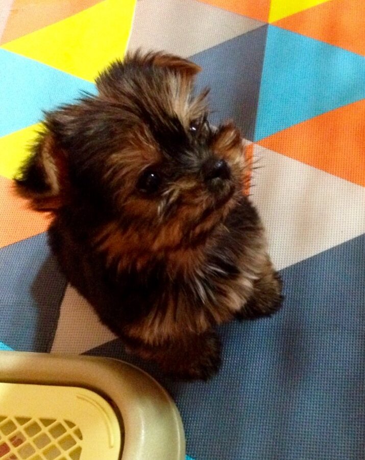 The real baby Gomi, three days after arriving home