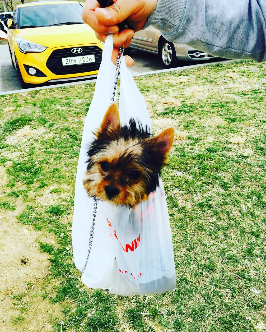 Gomi as a tiny Yorkshire Terrier puppy, small enough to be carried in a bag