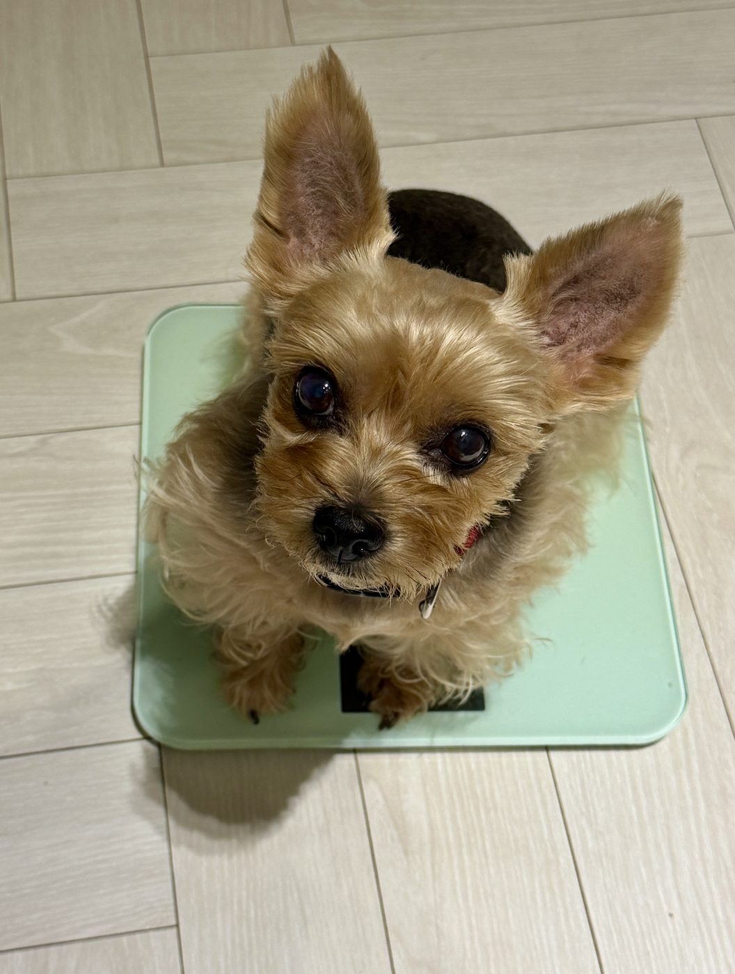 Gomi sitting on a scale, mid weigh-in