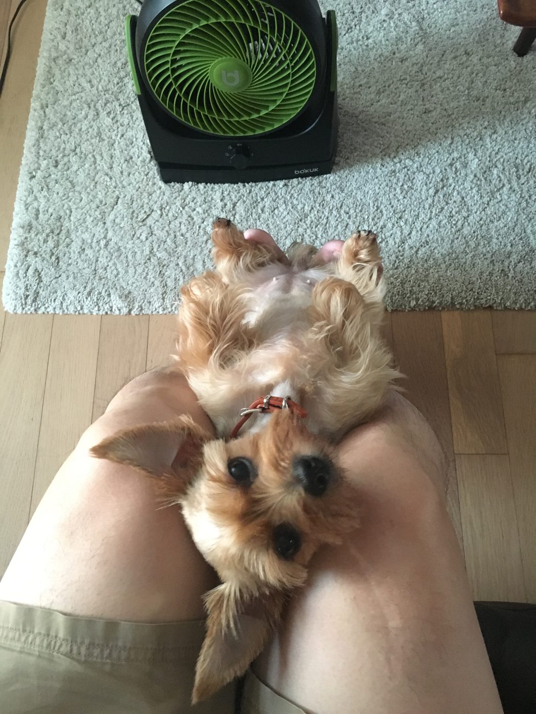 Gomi lying belly-up and relaxed on her owner's lap