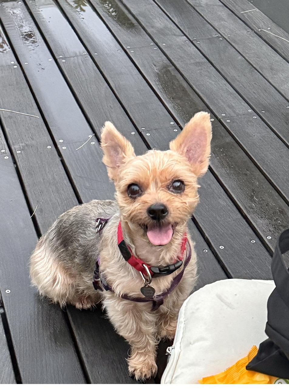 Gomi the Super Yorkie smiling outdoors