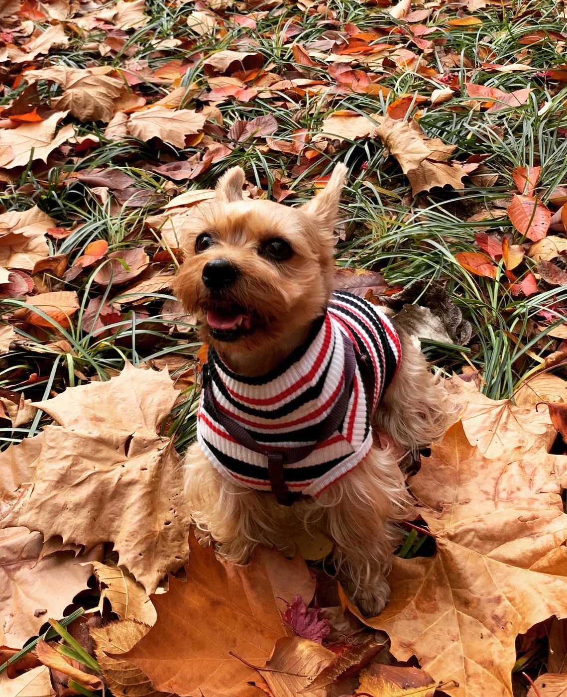 Gomi on an autumn walk, sitting among fallen leaves in a striped sweater